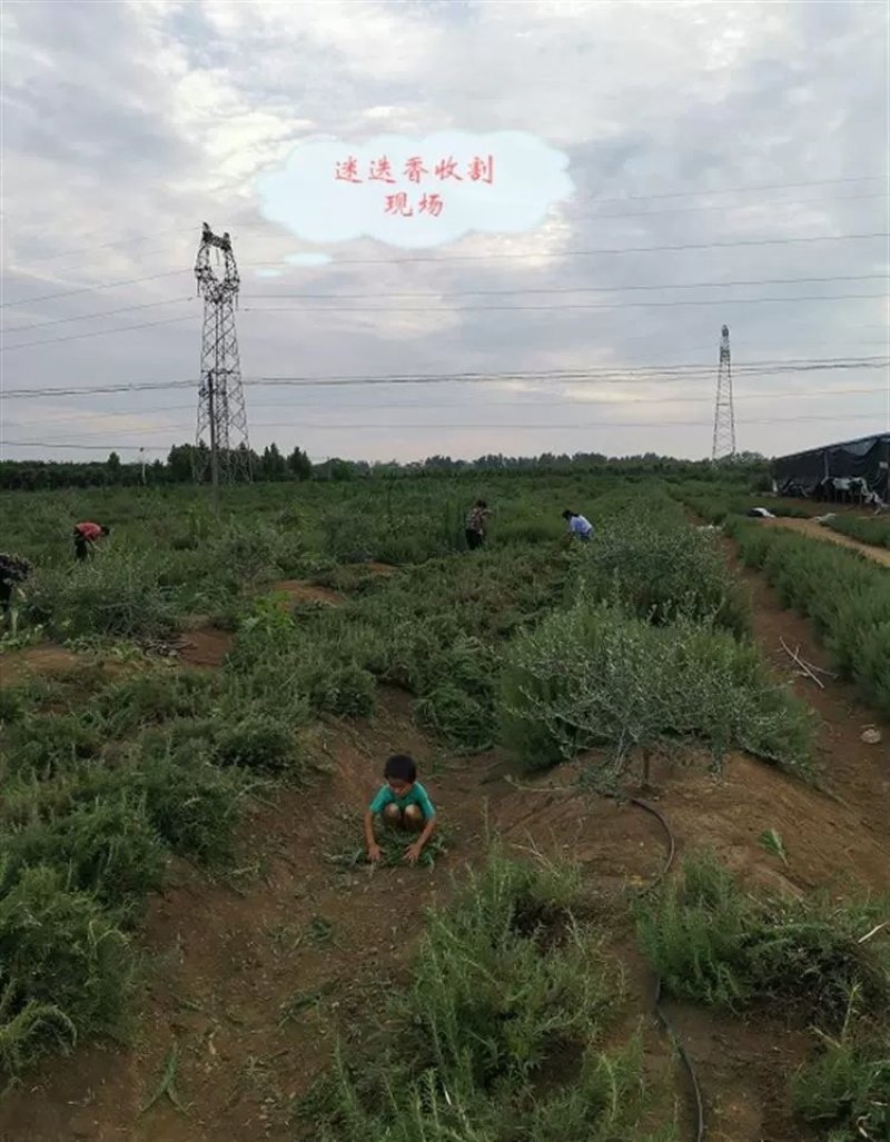 迷迭香鲜枝条大叶和小叶精品迷迭香种苗两年整棵大苗