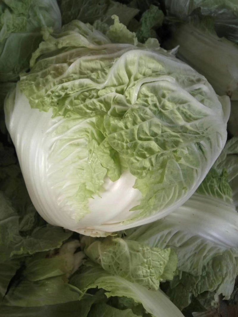 大白菜，青叶圆棵，新乡小包，欢迎来电咨询采购