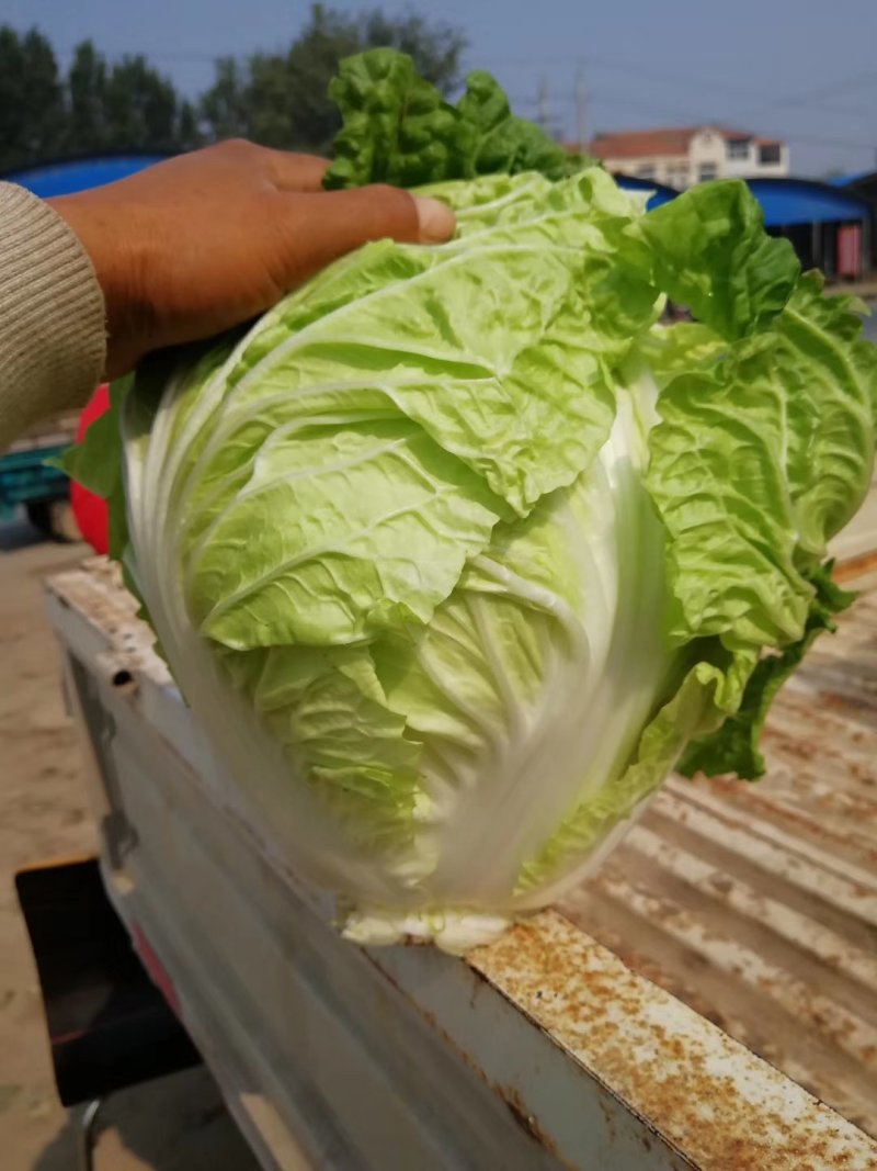大白菜，青叶圆棵，新乡小包，欢迎来电咨询采购