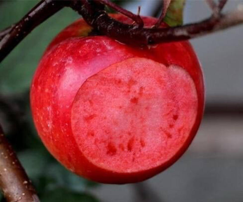 红肉苹果苗矮化红心苹果苗红色之爱苹果树苗批发纯正