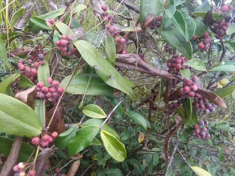 白肉土茯苓种子良种士茯苓基地直供保质保量包技术