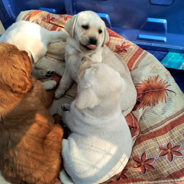 纯种拉布拉多幼犬，家庭养殖性格温顺！粘人！，