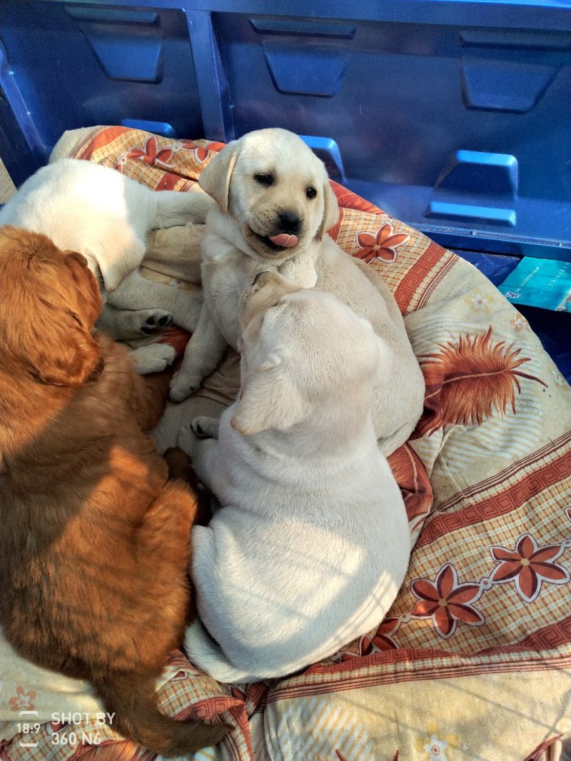 纯种拉布拉多幼犬，家庭养殖性格温顺！粘人！，