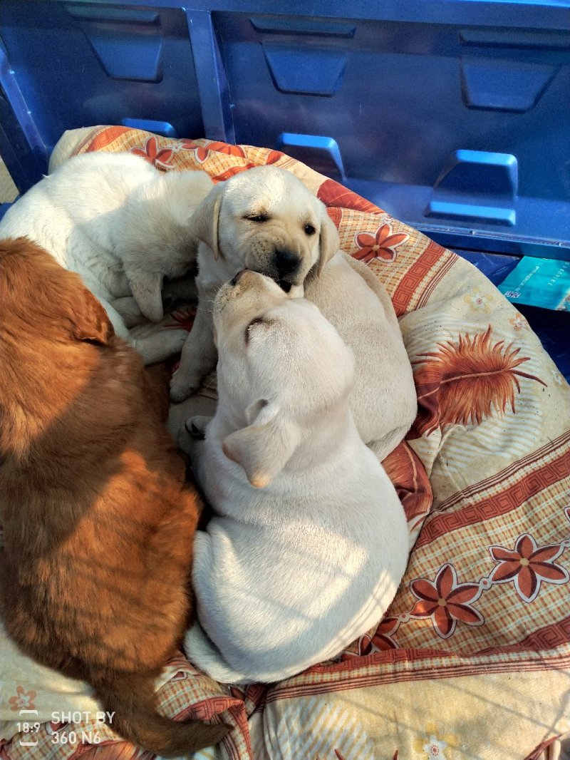 纯种拉布拉多幼犬，家庭养殖性格温顺！粘人！，