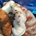纯种拉布拉多幼犬，家庭养殖性格温顺！粘人！，