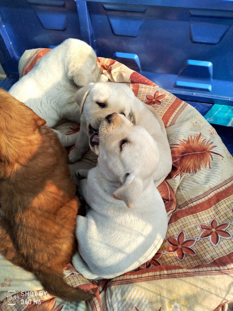 纯种拉布拉多幼犬，家庭养殖性格温顺！粘人！，