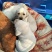 纯种拉布拉多幼犬，家庭养殖性格温顺！粘人！，