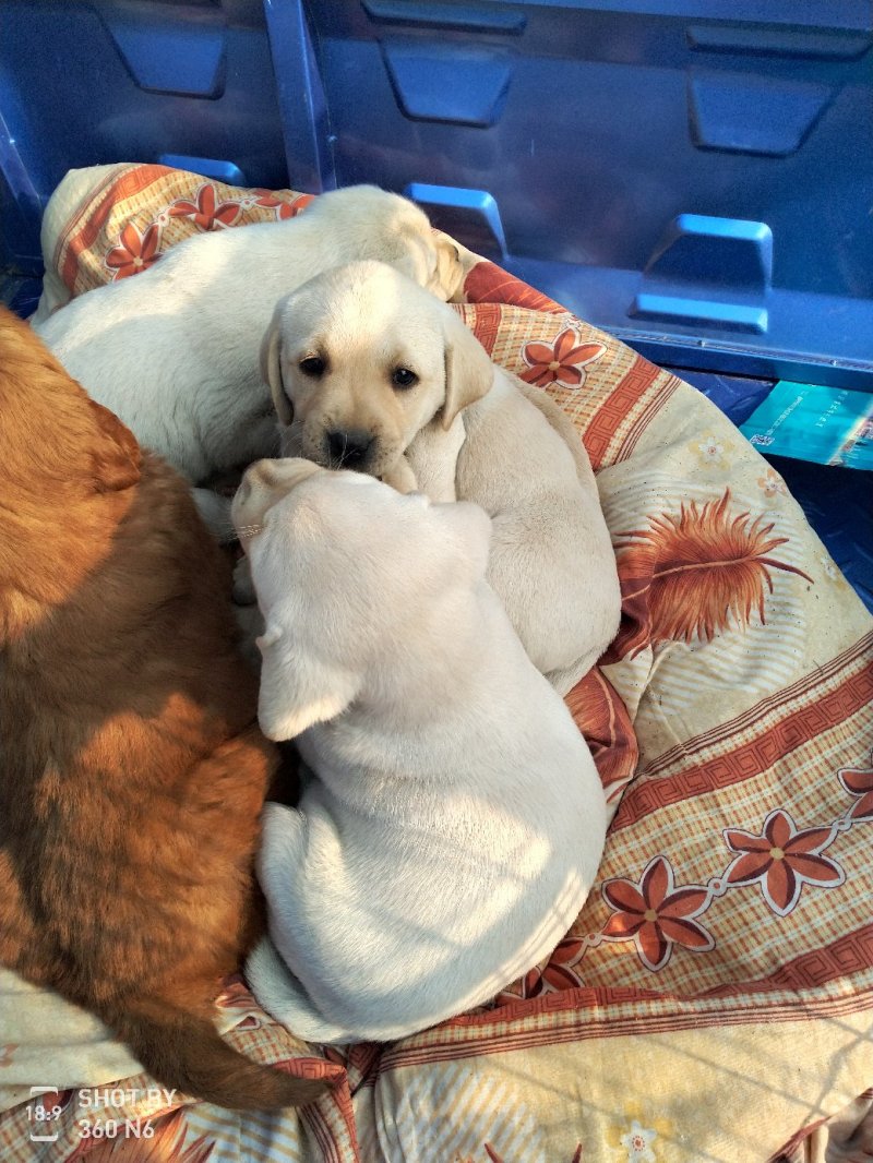纯种拉布拉多幼犬，家庭养殖性格温顺！粘人！，