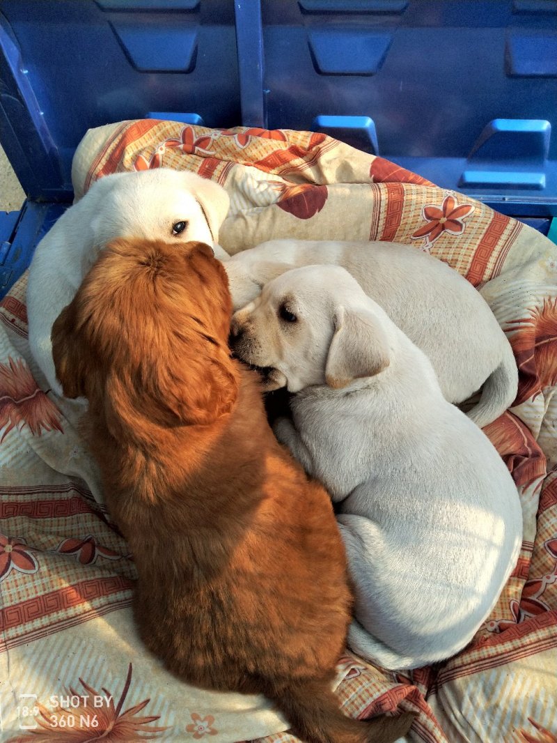 纯种拉布拉多幼犬，家庭养殖性格温顺！粘人！，
