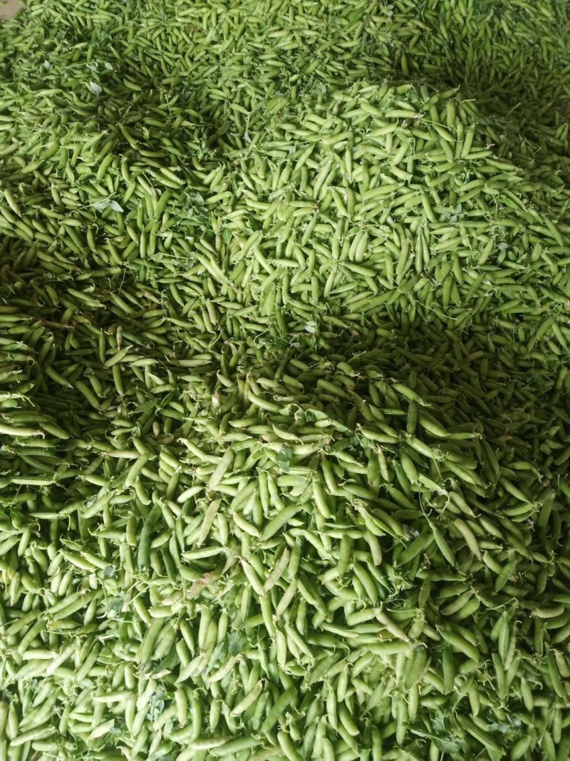 青豌豆，中豌九号豌豆四月，市场，电商超市供应