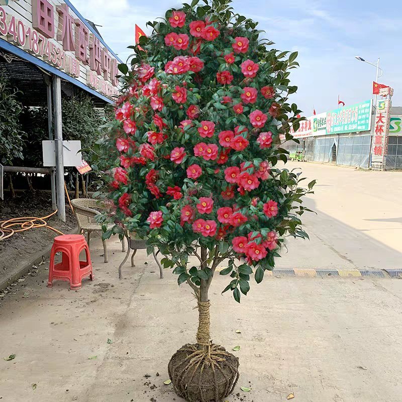 【有好货】耐冬耐冻茶花苗大茶花树东北可露天栽培