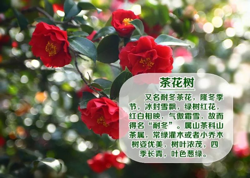 【有好货】耐冬耐冻茶花苗大茶花树东北可露天栽培