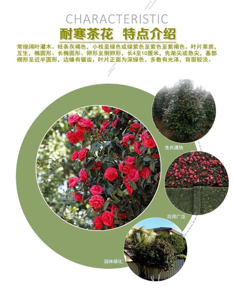 【有好货】耐冬耐冻茶花苗大茶花树东北可露天栽培