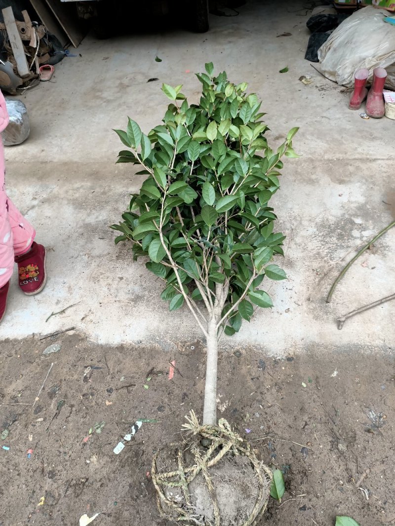 【有好货】耐冬耐冻茶花苗大茶花树东北可露天栽培