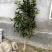 【有好货】耐冬耐冻茶花苗大茶花树东北可露天栽培