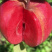 红肉苹果苗矮化红心苹果苗红色之爱苹果树苗批发纯正