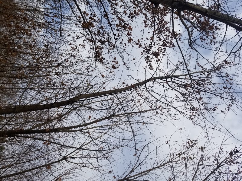 杜仲，常年低价大量出售(各种规格原生杜仲)