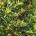 脆皮四季金桔苗脆蜜金柑移栽二年挂果苗杯苗。提供保果技术