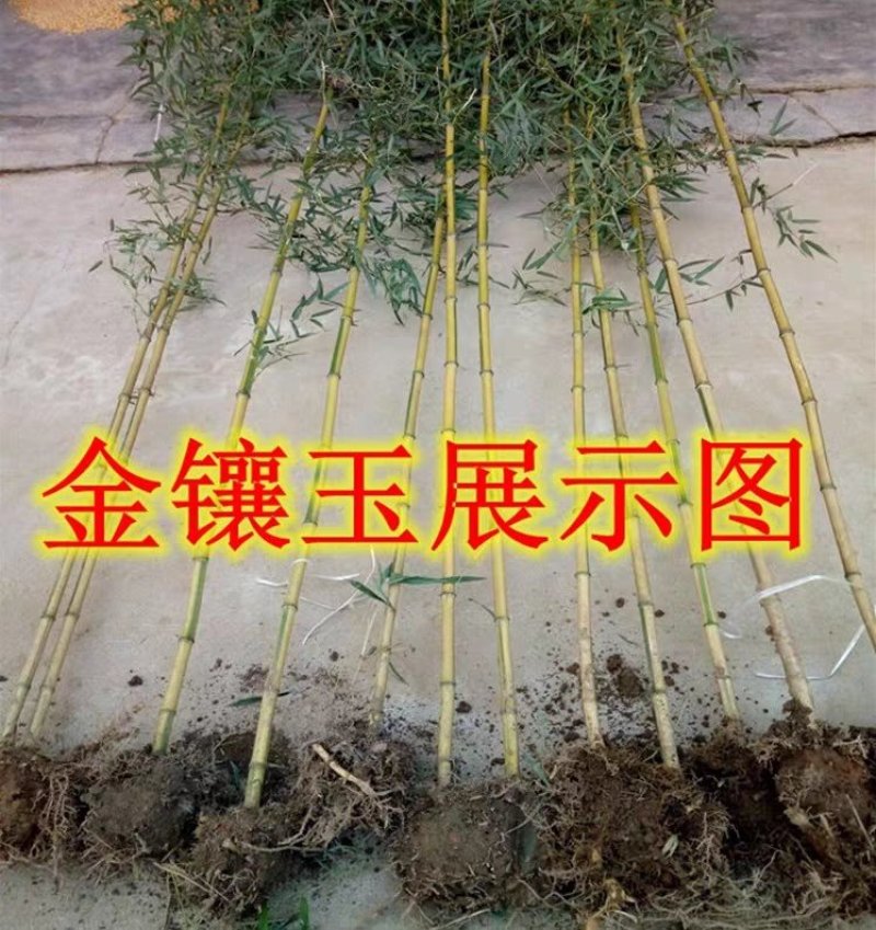 黄金竹庭院绿化高1.5米包邮好成活