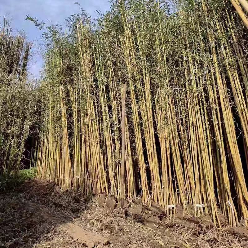 黄金竹庭院绿化高1.5米包邮好成活