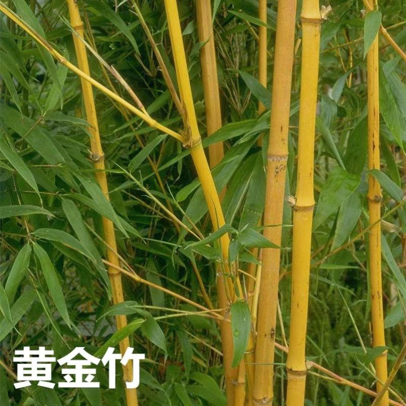 黄金竹庭院绿化高1.5米包邮好成活