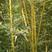 黄金竹庭院绿化高1.5米包邮好成活