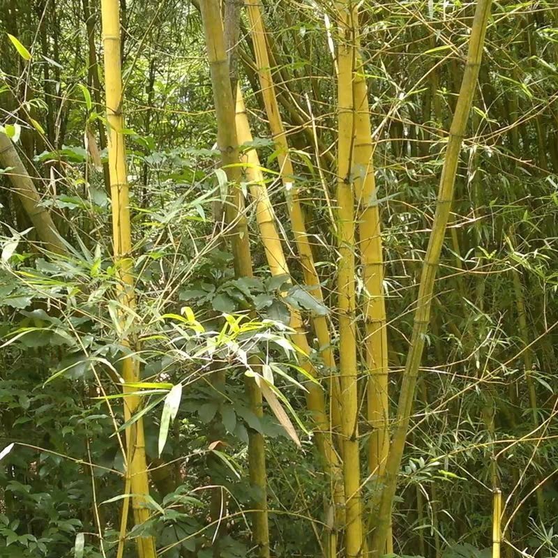 黄金竹庭院绿化高1.5米包邮好成活