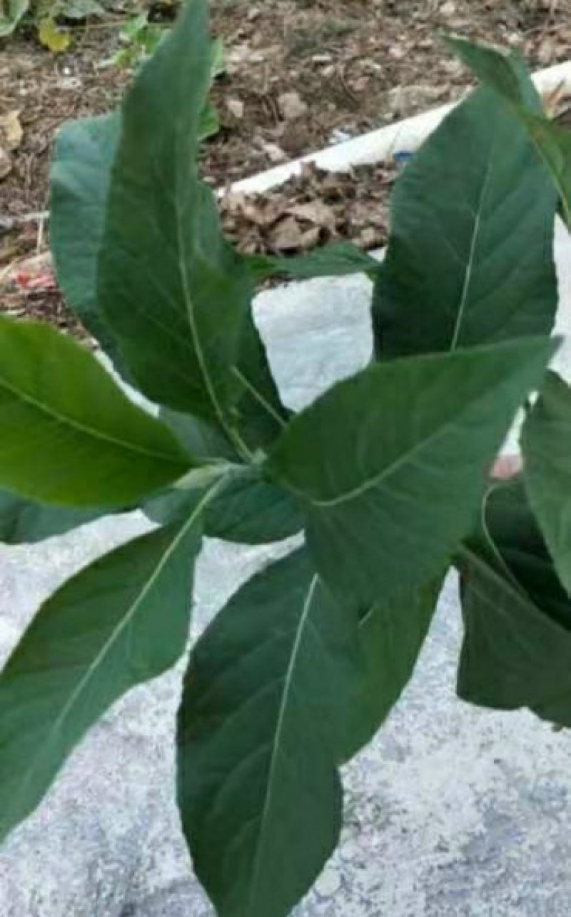 正宗马来西亚南非叶树苗干叶茶将军叶，自然晒干