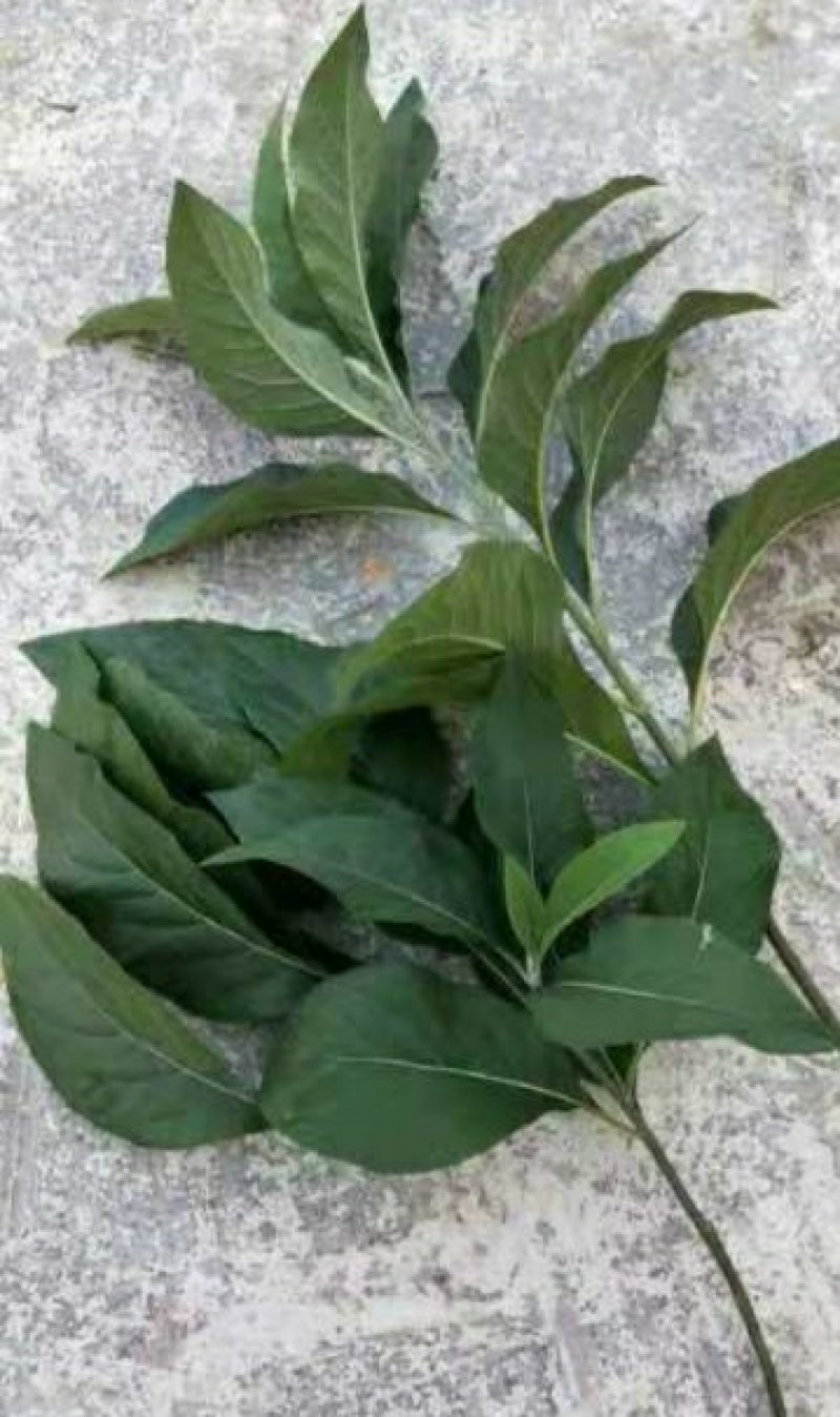 正宗马来西亚南非叶树苗干叶茶将军叶，自然晒干