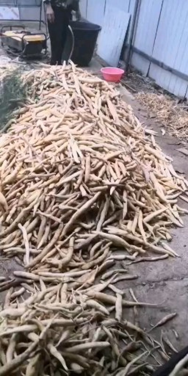 百部