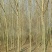 杜仲，原生苗，二级货源
