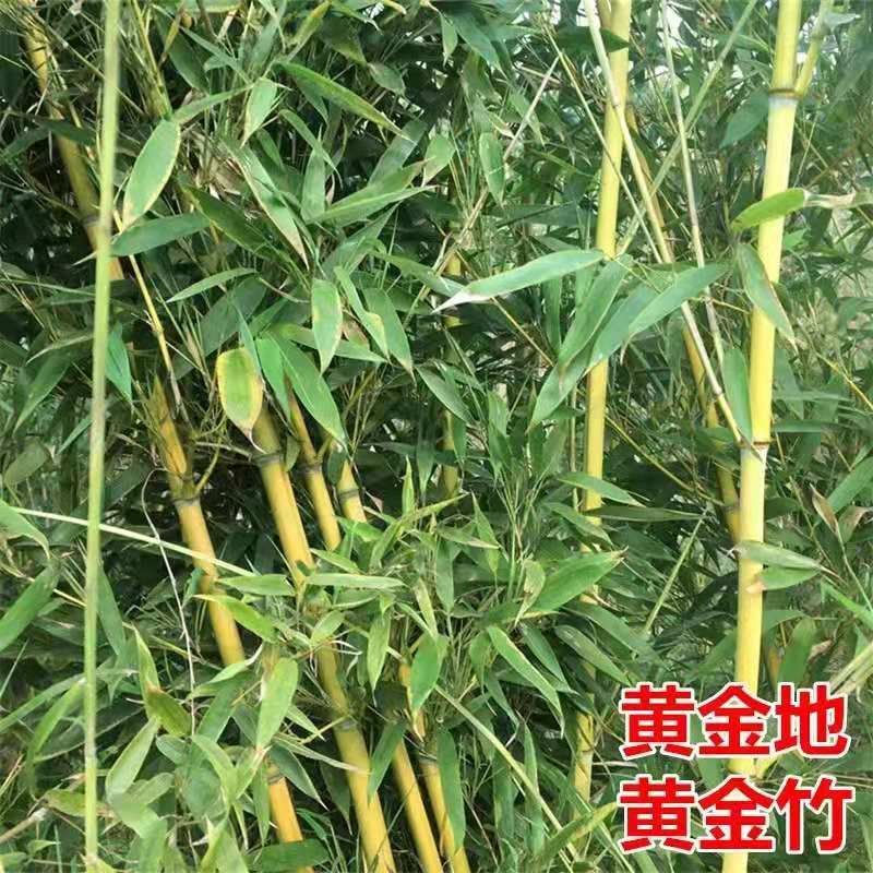 黄金竹庭院绿化高1.5m包邮好成活可视频看货选货