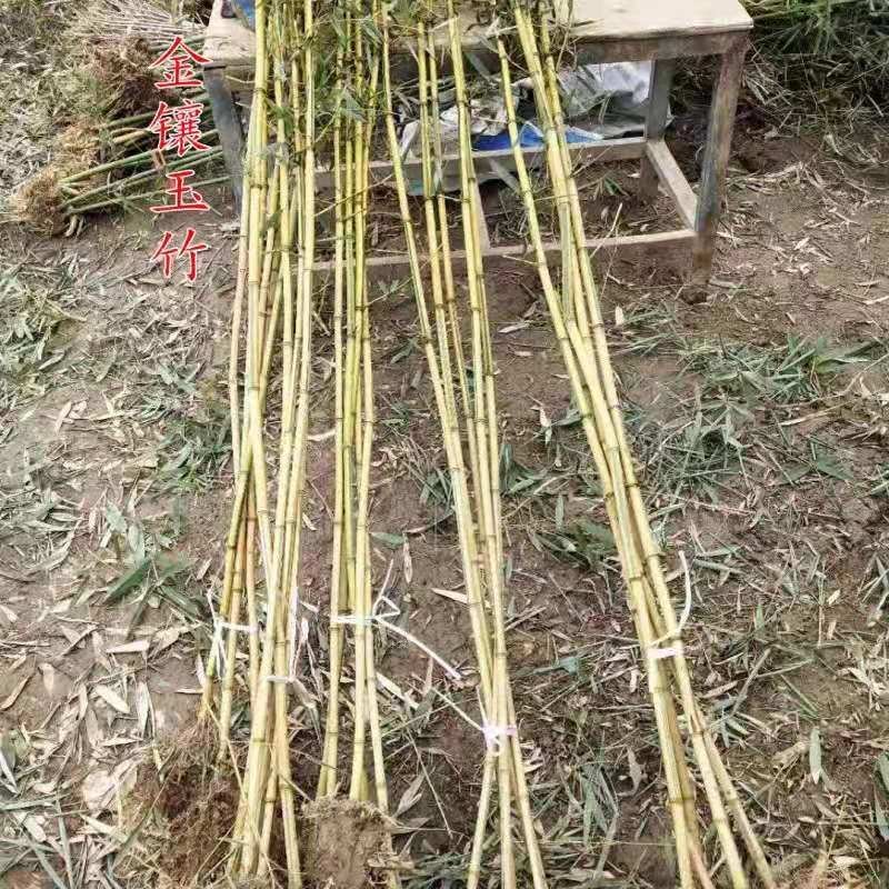 黄金竹庭院绿化高1.5m包邮好成活可视频看货选货