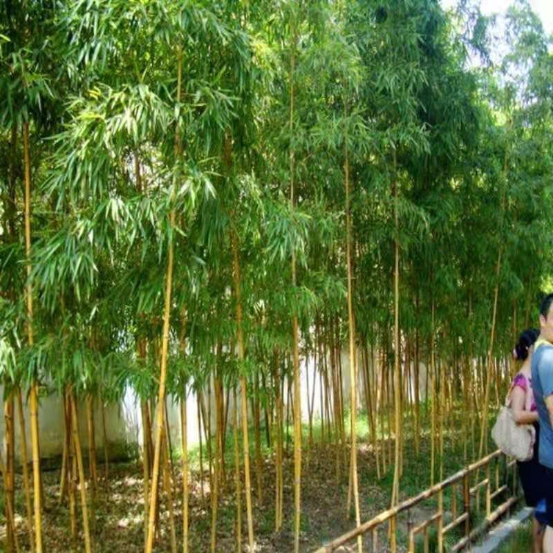 黄金竹苗庭院绿化高1.5m包邮好成活可视频看货选货
