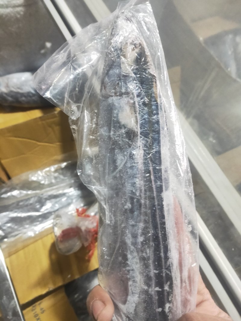 鲅鱼
