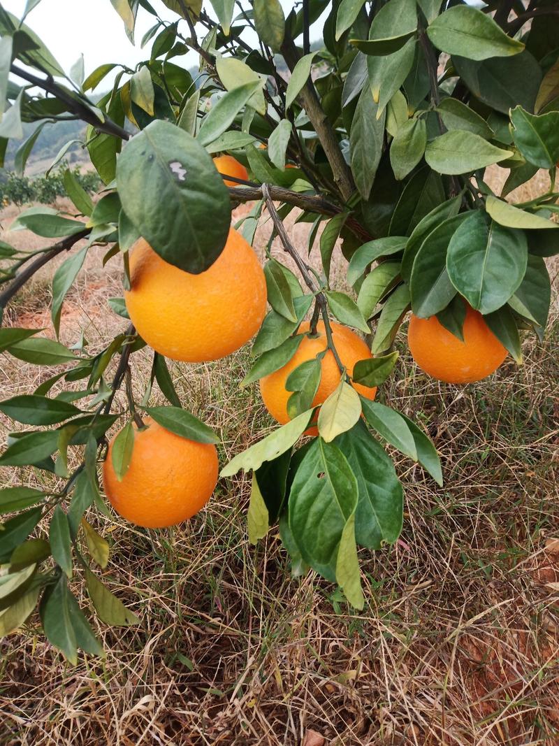 柑橘苗爱媛38号苗果冻橙苗红美人根系发达抗病力强，