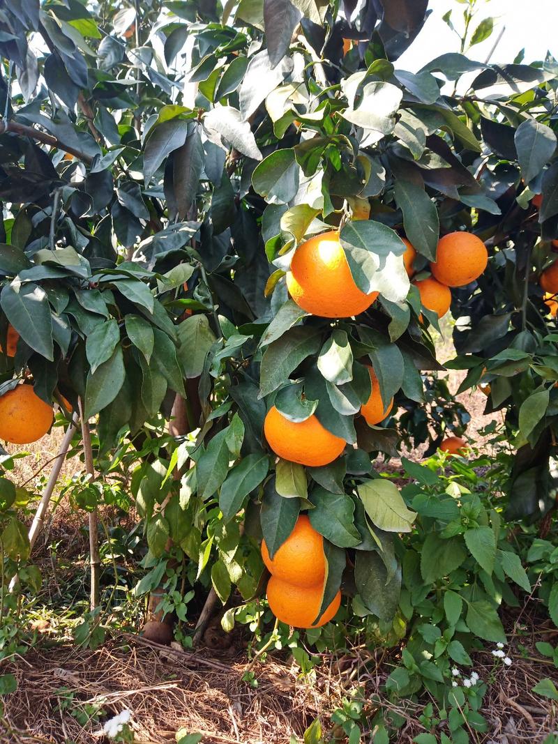 柑橘苗爱媛38号苗果冻橙苗红美人根系发达抗病力强，