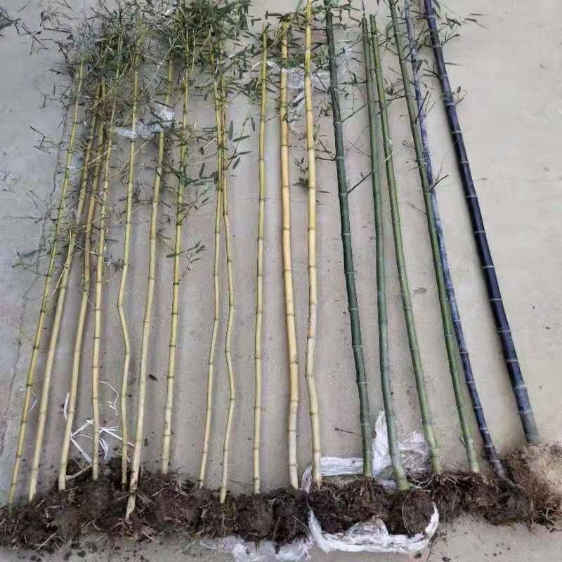 金镶玉竹庭院绿化高1.5m包邮好成活可视频看货