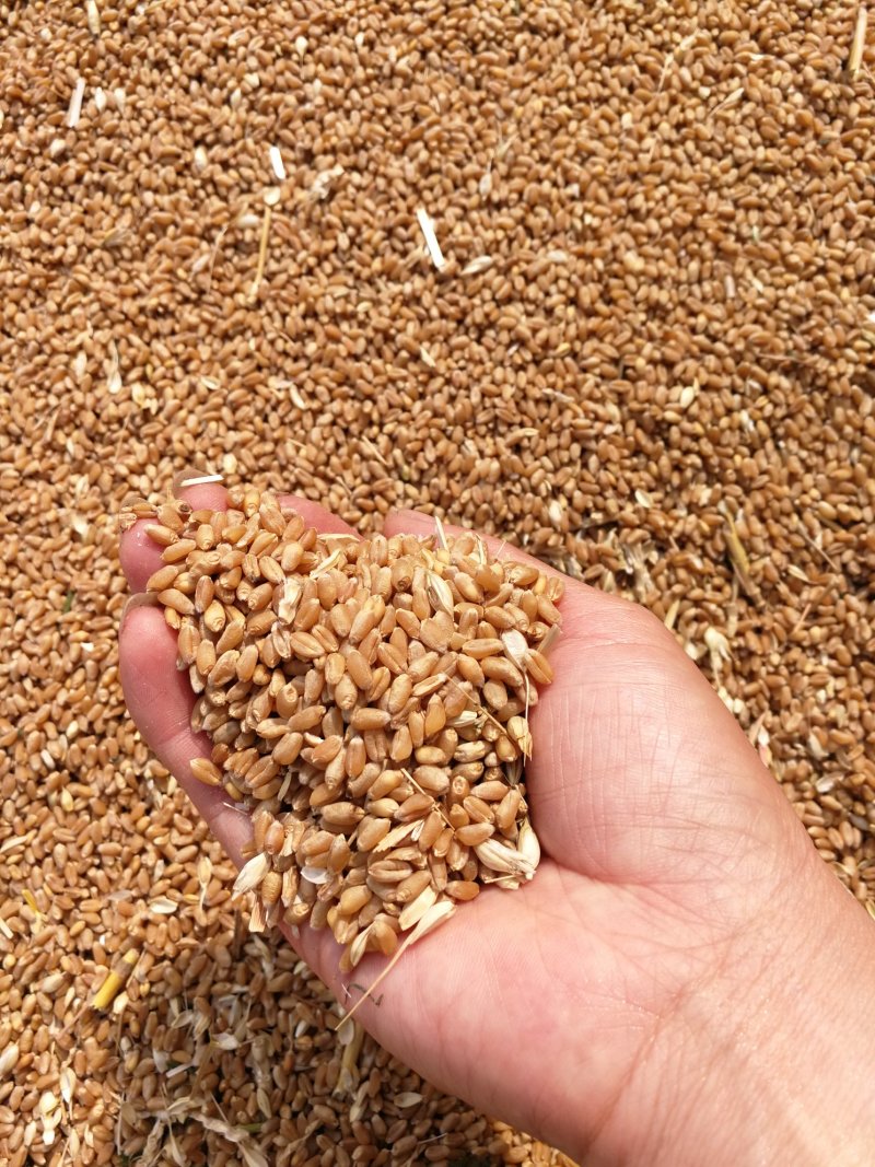 【年货节】2020新粥米小麦仁一箱6斤真空包装现货