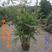 黄金竹苗庭院绿化盆栽高1.5米包邮好成活