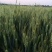 【年货节】2020新粥米小麦仁一箱6斤真空包装现货