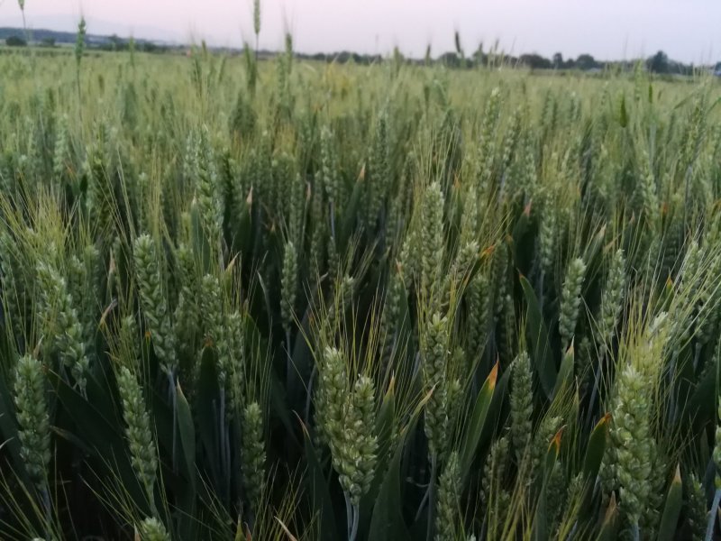 【年货节】2020新粥米小麦仁一箱6斤真空包装现货