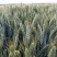 【年货节】2020新粥米小麦仁一箱6斤真空包装现货