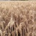 【年货节】2020新粥米小麦仁一箱6斤真空包装现货