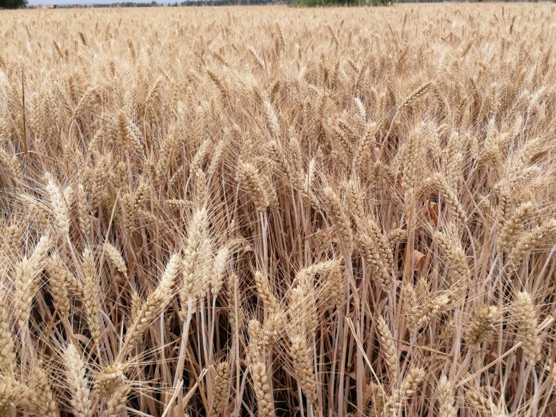 【年货节】2020新粥米小麦仁一箱6斤真空包装现货