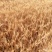 【年货节】2020新粥米小麦仁一箱6斤真空包装现货