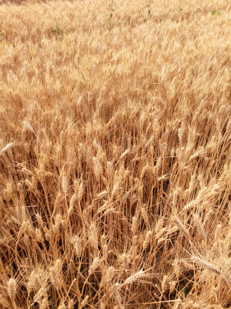 【年货节】2020新粥米小麦仁一箱6斤真空包装现货