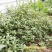 正宗野生食用马齿苋种子马芷苋籽太阳花野菜阳台田园盆栽蔬菜