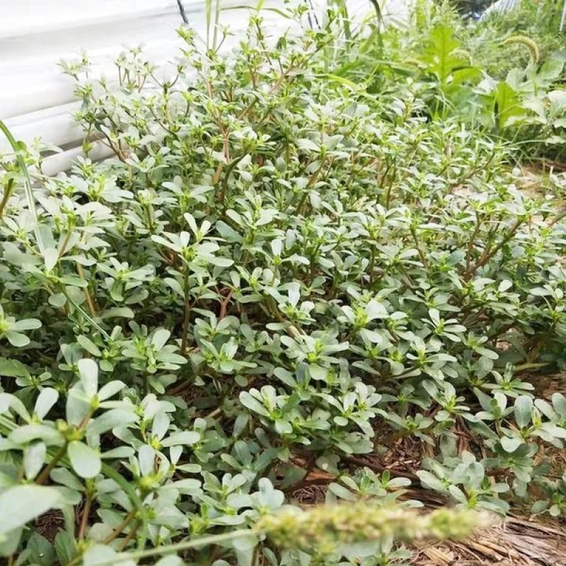 正宗野生食用马齿苋种子马芷苋籽太阳花野菜阳台田园盆栽蔬菜