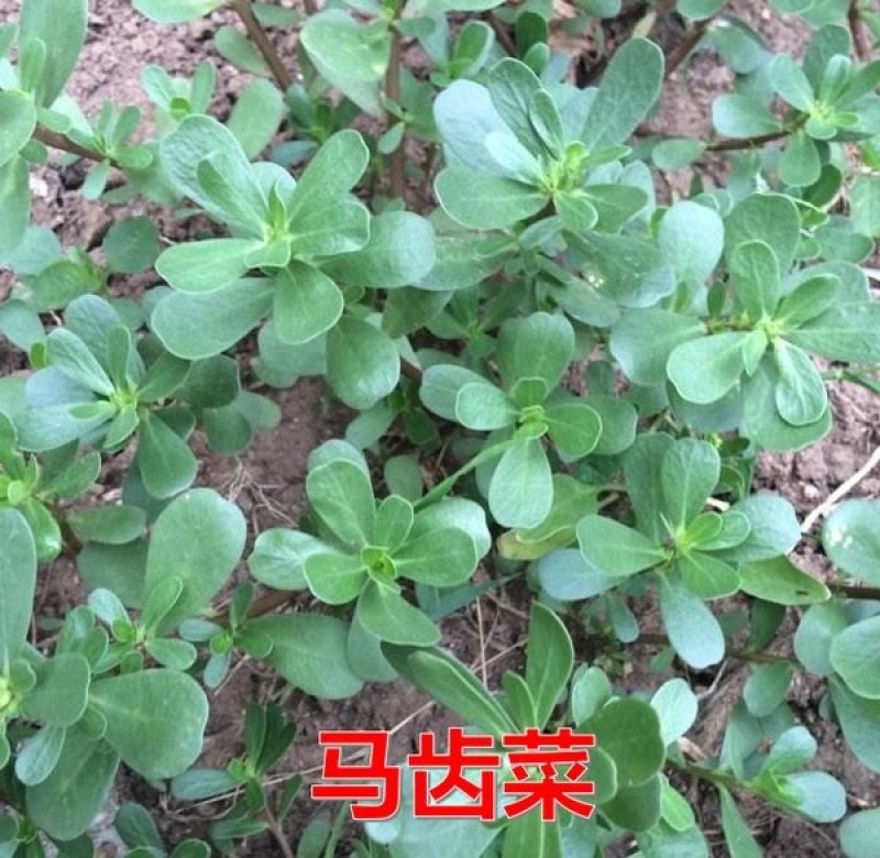 正宗野生食用马齿苋种子马芷苋籽太阳花野菜阳台田园盆栽蔬菜